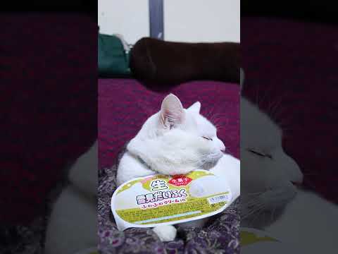 生雪見だいふく　260218　のせ猫　 cat cute ねこ　 猫のいる暮らし kitten ネコ　 cutecat… サムネイル