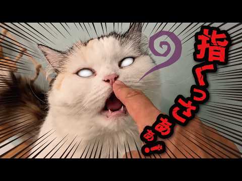 【悲報】飼い主の指がくさすぎて猫たちに嫌われてしまいました