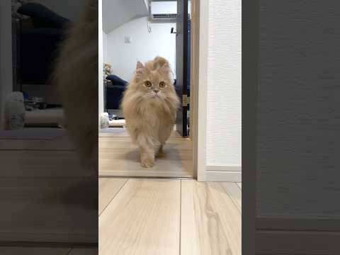 The Unstoppable King 👑🔥shorts cat catwalk maincharacterener… サムネイル