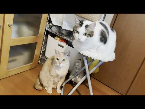 なんやかんや和菓子のことが好きな猫 サムネイル