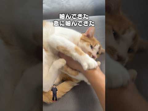 「なでなでしたら急に噛む」猫あるある|フルはApple Musicほか音楽アプリへ サムネイル
