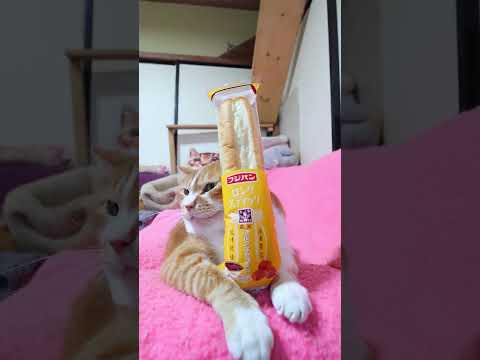 ロングスティック　ミルクキャラメル　260625　 cat のせ猫 cute　 ネコ ねこ ロングスティック　 ミルク…
