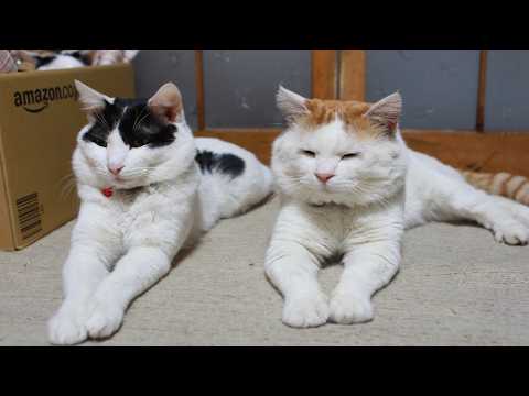 かご猫LIVE配信　2026年6月20日 サムネイル