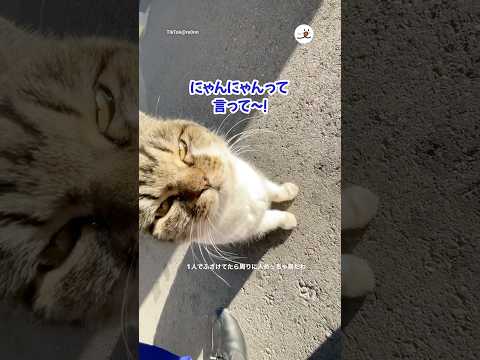 猫は人をおかしくする｜PECO サムネイル