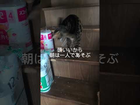 ベンガル猫シャム猫shorts funny cat猫bengarusiamese サムネイル