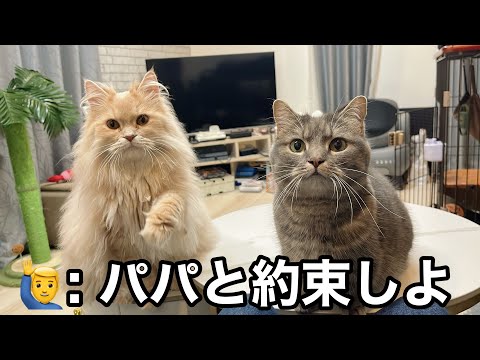 猫たちと大切な約束をしました サムネイル