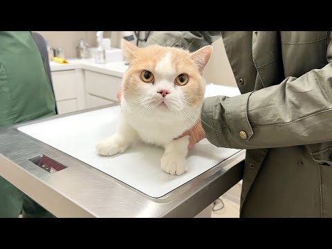 【まさかの診断】我が家の猫に病気が見つかりました サムネイル