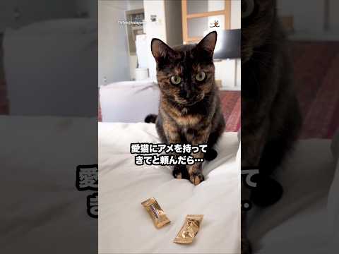 高熱でダウン中の主さん🥵アメを持ってきてと頼んだら…｜PECO サムネイル