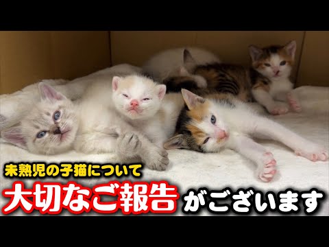 育児放棄された未熟児の子猫について大切なご報告