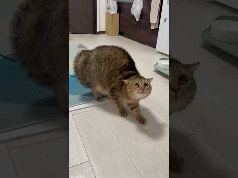 くしゃみしたらビックリして見たことないぐらいタヌキ化する猫