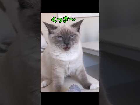 これだから猫動画はやめられない♥ サムネイル