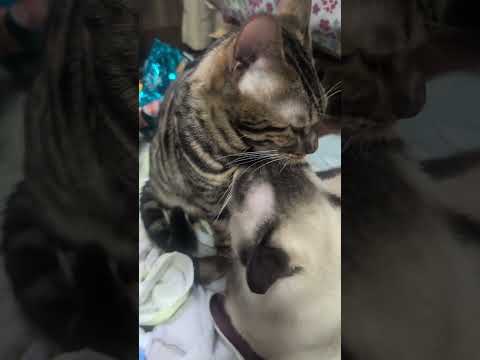シャム猫ベンガル猫shorts funny cat猫ミャク子ガッツくん