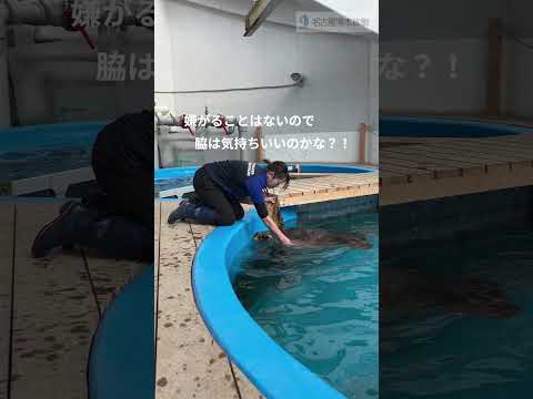 アカウミガメトレーニング～大掃除大作戦　第二段～ 名古屋港水族館 shorts サムネイル