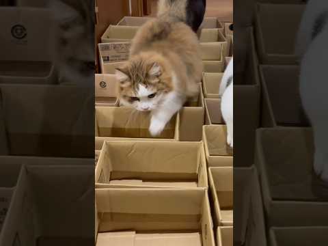 秀吉泳法 サムネイル