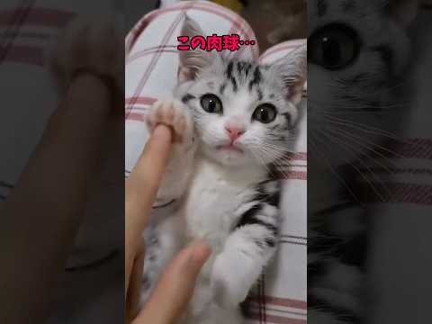 可愛すぎな！？猫動画