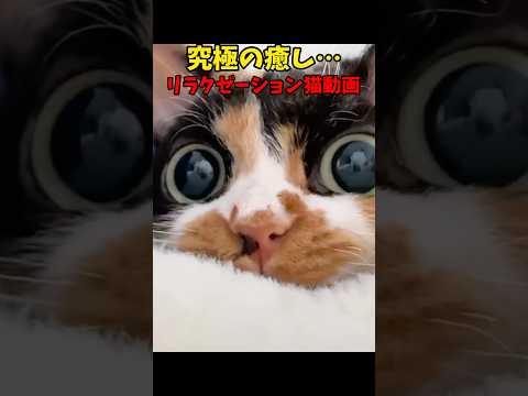 落ち着く…😌 猫 cat cats cute サムネイル