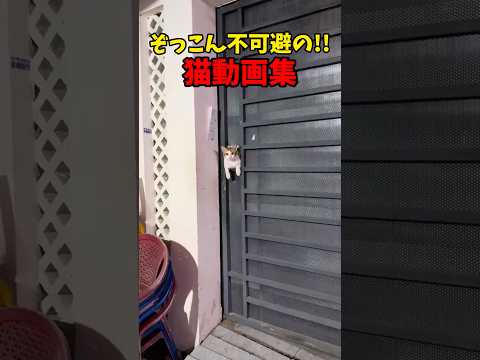 惚れてまうやろおおおおお！ 猫 cat cats cute サムネイル