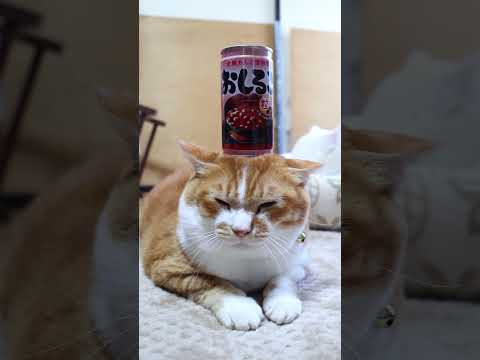 アサヒ飲料 おしるこ　260223　のせ猫　 cat cute kitty　 kitten cutecat ねこ　 猫… サムネイル