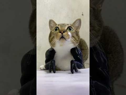 McDonald’s Dinosaur Challenge サムネイル