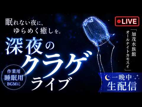 深夜のクラゲライブ｜オールナイトカモスイ サムネイル