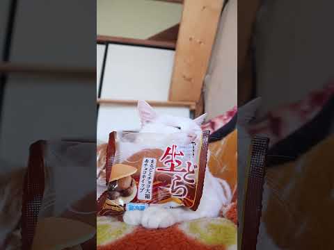 生どら　まるごとチョコ大福＆チョコホイップ　260529　 cat のせ猫 cute　 生どら ねこ ネコ　 猫 チョ…