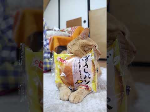ぼうしパン（カスタードクリーム）　260421　のせ猫　 cat　 cute　 kitty　 猫　 kitten… サムネイル