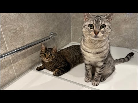 【㊗️猫の日】ちょび&ちゃちゃ生配信!!! サムネイル