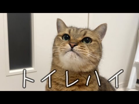 ワオワオと雄叫びを上げながら部屋を駆け回ってドヤる猫がこちらです サムネイル