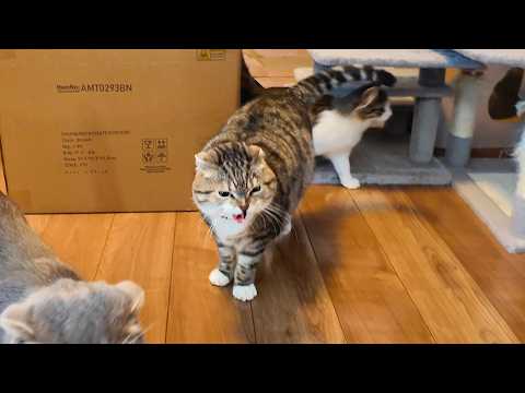 キノコキャットタワーを新設したらりっちゃんがまるで猫でした🤣🤣🤣 サムネイル