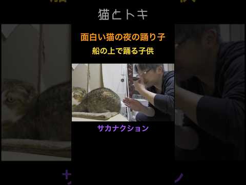 【衝撃】船の上で踊る子供？いいえサカナクション夜の踊り子のスコティッシュフォールド猫 夜の踊り子 サカナクション sa… サムネイル