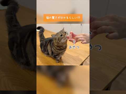 おやつチャレンジ！賢い猫は横から食べるらしい！？メルver.