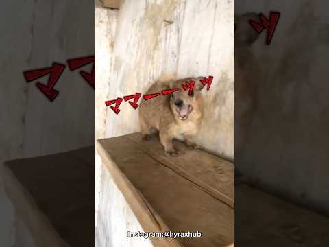 ママ呼び界隈代表動物 サムネイル