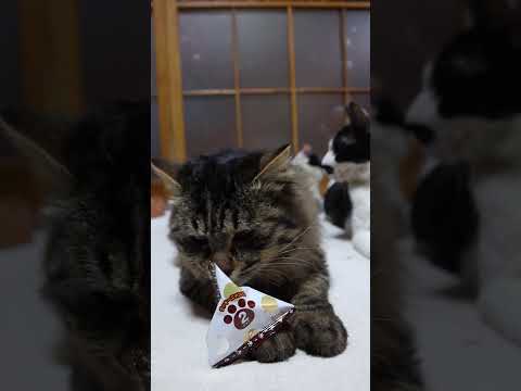 ＣＯ・ＯＰ コーンにゃぱふチョコ　260515　 cat のせ猫 cute　 コーンにゃぱふチョコ kitty ＣＯ・… サムネイル