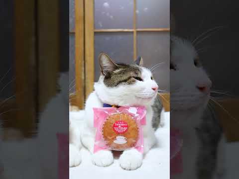 いちご Ｓｔｒａｗｂｅｒｒｙ　260424　のせ猫　 cat　 cute　 kitty  三毛猫　　 ねこ　 いちご サムネイル