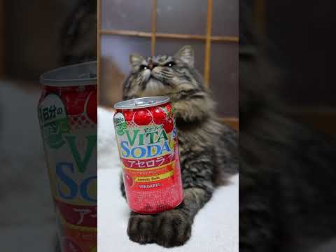 ビタソーダ アセロラ　260518　 cat のせ猫 cute　 アセロラ ねこ ネコ  猫　 ビタソーダ kitty サムネイル