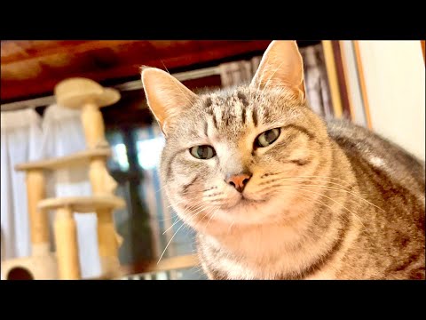 99%が5分で眠くなる😴 猫のゴロゴロCAT×Water Wood ASMR サムネイル