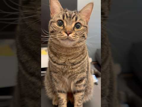 子猫の頃から愛情いっぱいに育てた結果...!! cat 猫