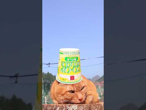 ＣＯ・ＯＰ コープヌードル柚子しお　260610　 cat のぜ猫 cute　 ＣＯ・ＯＰ  コープヌードル cute… サムネイル