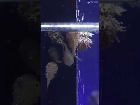 えのすい生まれのナメダンゴ サムネイル