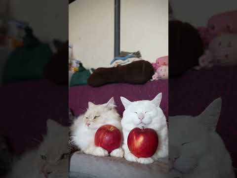 新世界りんご　　260124　のせ猫　 cat cute kitty　 ねこ 猫のいる暮らし kitten　 ネコ… サムネイル
