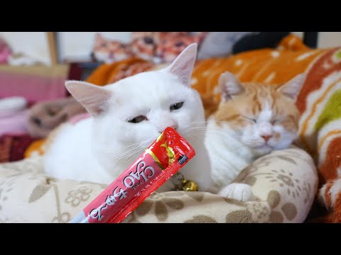 しらたまにちゅーる　260207 サムネイル