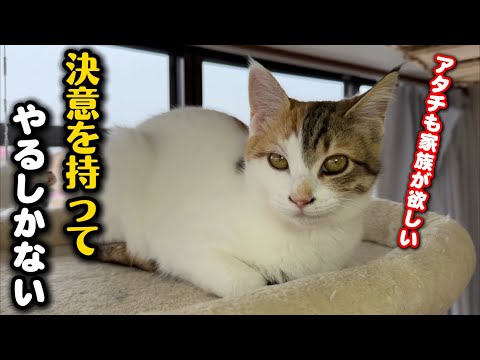 保護猫シェルターの猫たちについてご報告があります サムネイル
