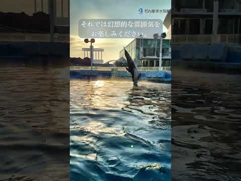 260124冬の風物詩 shots 名古屋港水族館 サムネイル
