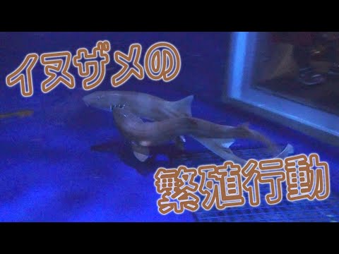 イヌザメの繁殖行動 サムネイル