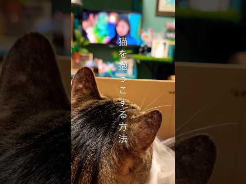 猫を合法的に抱っこする方法cats memories 球太 サムネイル