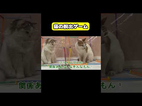 猫の脱出ゲーム　猫 おもしろ アテレコ ニャンチューバーつくし サムネイル