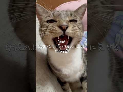 猫が母親のように思ってる人に見せる行動3選 猫 ねこ 猫のいる暮らし 保護猫 猫動画 ねこのいる生活 猫好きさんと繋が… サムネイル