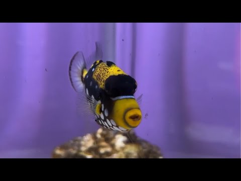 【週末おさかな部】ぬりえテーマ「ニフレルのいきもの」🎨🐟vol.160 サムネイル