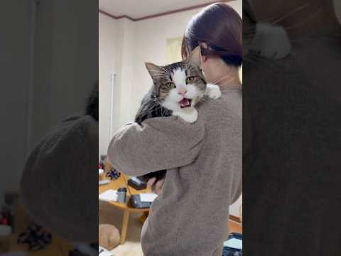 抱っこエエやろ サムネイル