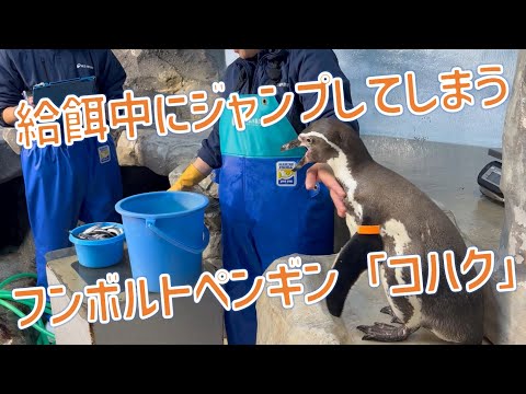給餌中にジャンプしてしまうフンボルトペンギン「コハク」 サムネイル